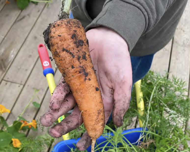 A child holding fresh dug carrots.