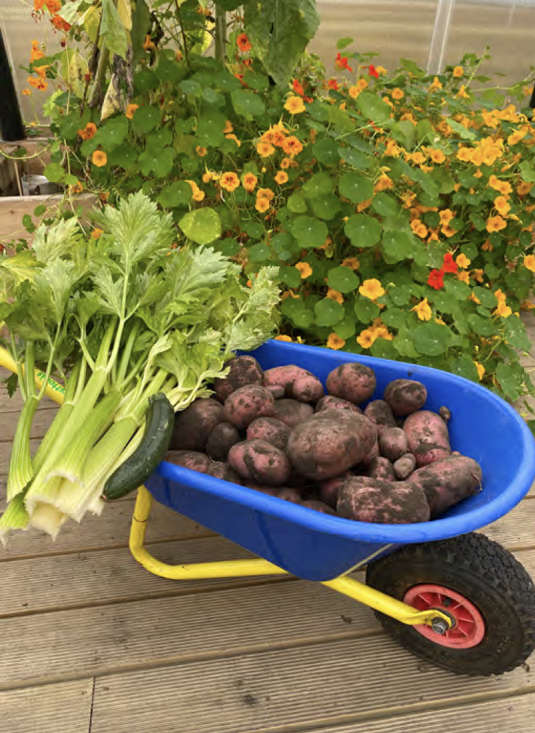 A wheelbarrow full of home grown vegetables including celery stalks and potatoes.