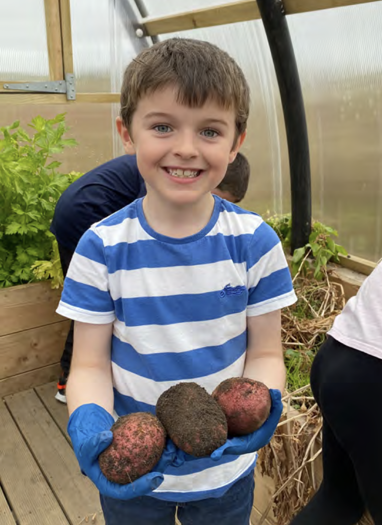 Young child holding freshly dug potatoes.