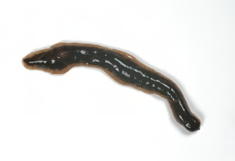 A New Zealand flat worm.