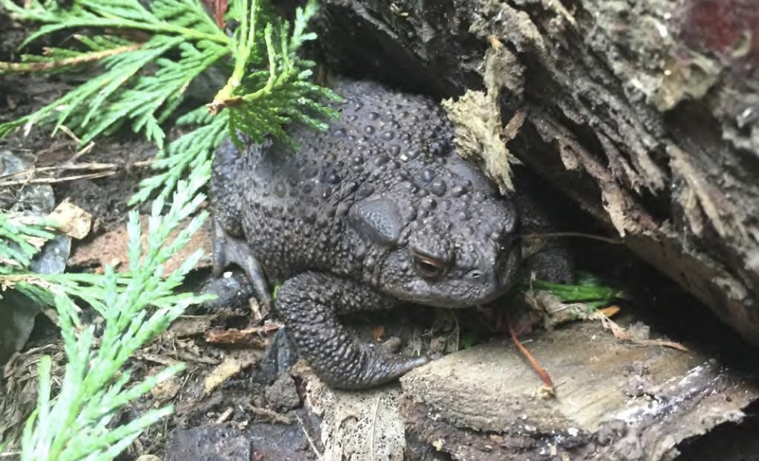 a toad by a log in the woods.