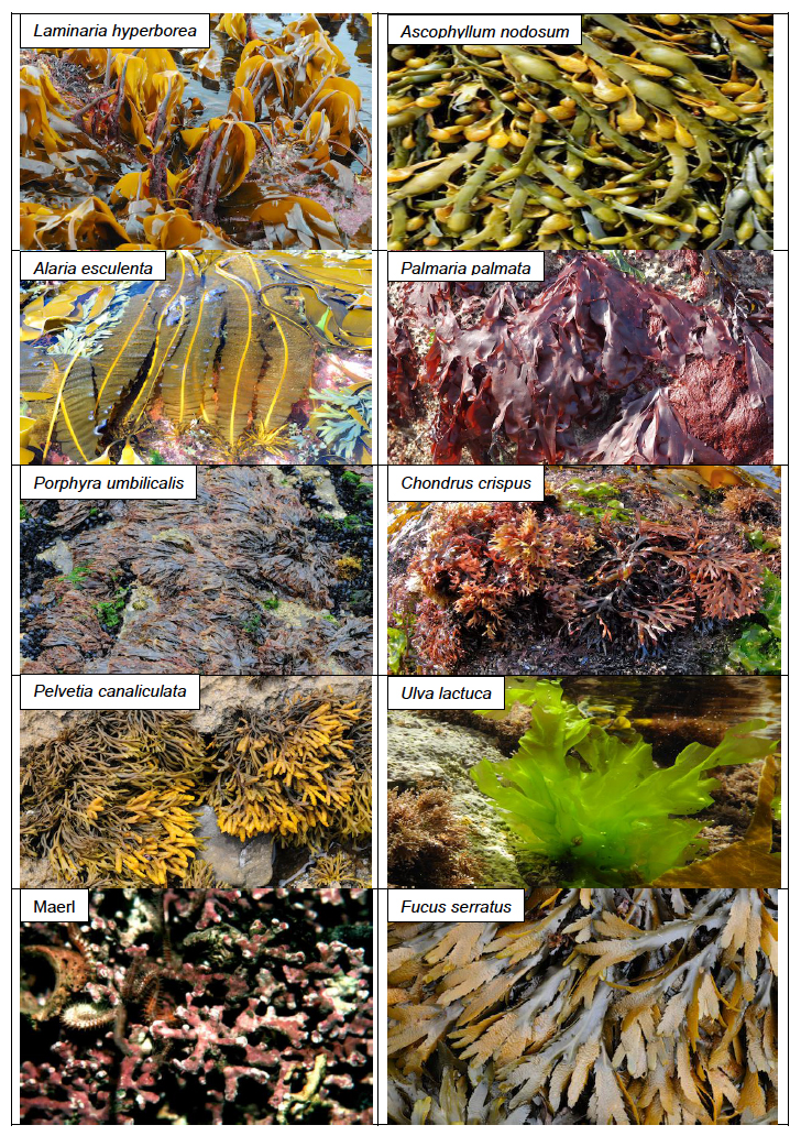 Figure 1: Examples of seaweed