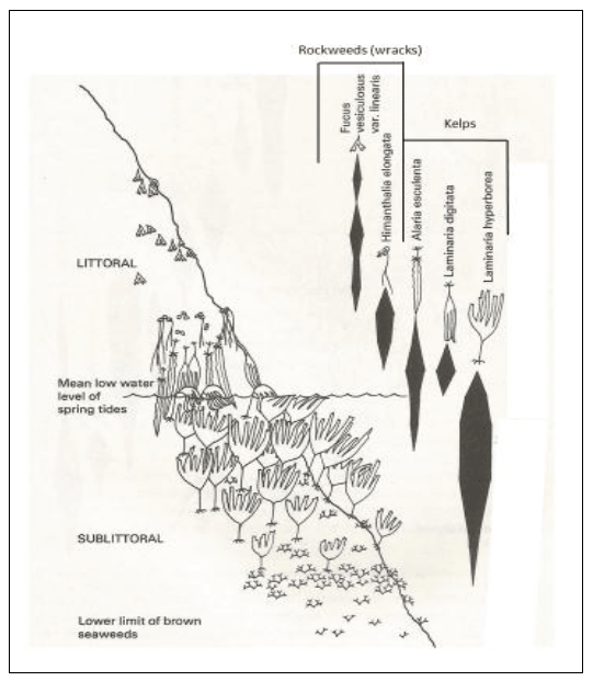 Figure 5: Generalised littoral and sublittoral zonation of wracks and kelps on an exposed shore (adapted from Hiscock (1979)).