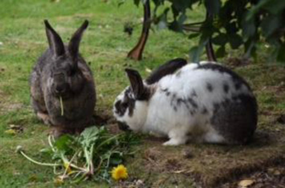 Two rabbits eating