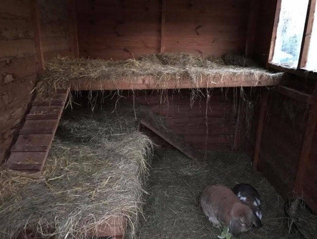 rabbit bedding area