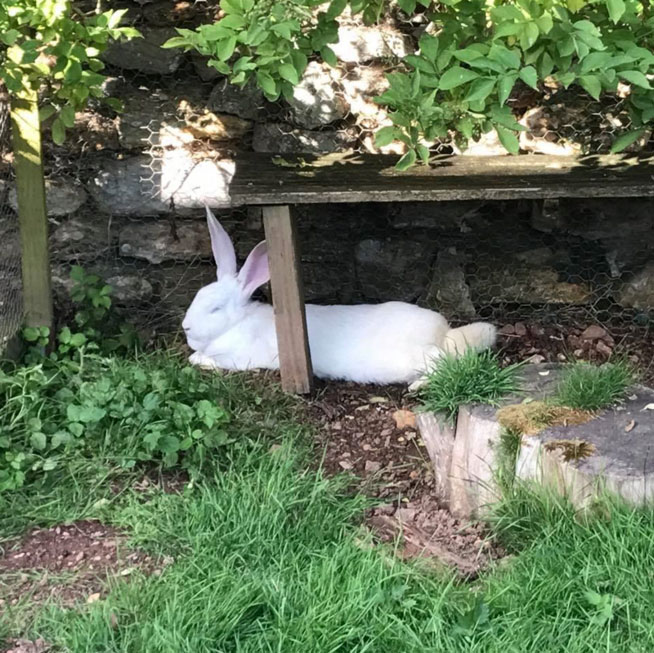 Rabbit lying in a garden