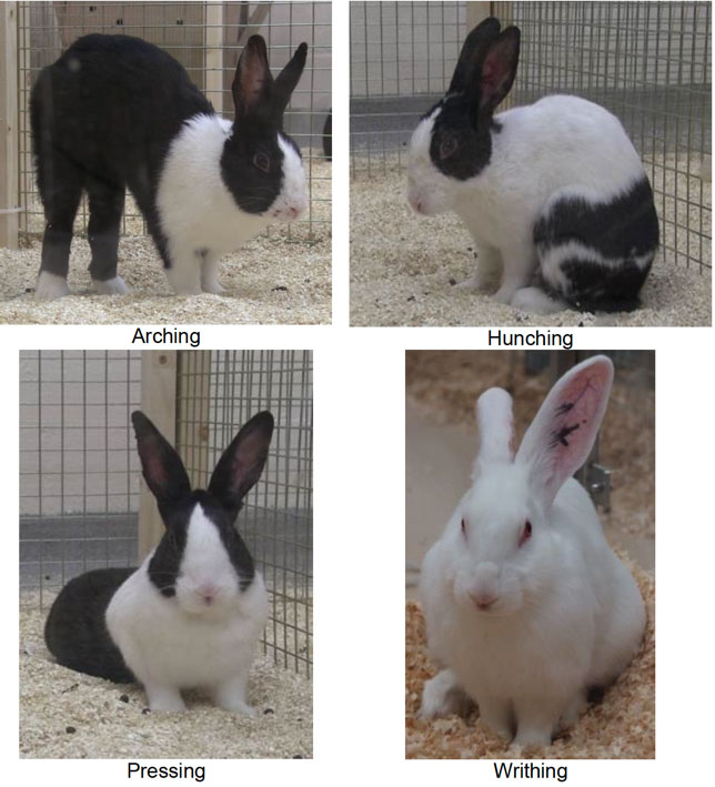 pictures showing some of the ways your rabbits might behave if they are in pain