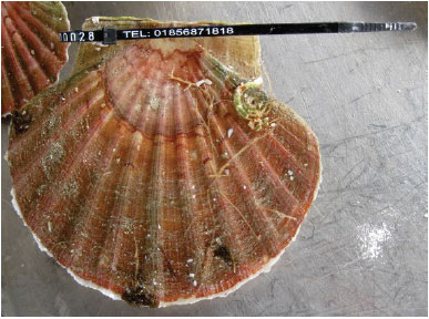 Figure 2: Tagged scallops of three different types used in Orkney during 2013-2014. Cable tie tag