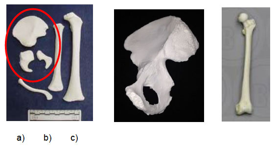 Image Five: a) Reference casts of bones from an infant aged 1-2 years, includes unfused bones of the right pelvis (encircled in red), humerus, femur (on right of picture) and clavicle; b) reference cast of adult right side of pelvis; fully formed and development completed; c) reference cast of adult femur, fully formed and development completed.