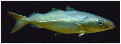 Saithe (Pollachius virens)Saithe is also commonly referred to as Coalfish or Coley.